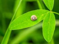 Gemeine Haarschnecke